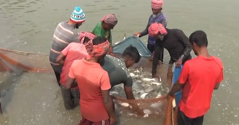 নড়াইলে মাছ চাষ